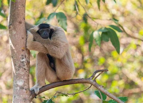 Pileated gibbon in Cambodia - Endangered pileated gibbons in the world