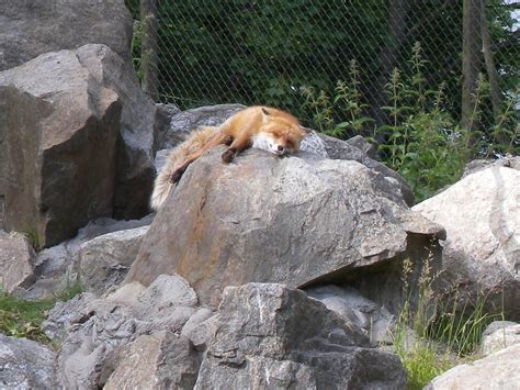 Skansen animals at midsummer (Stockholm and beyond)