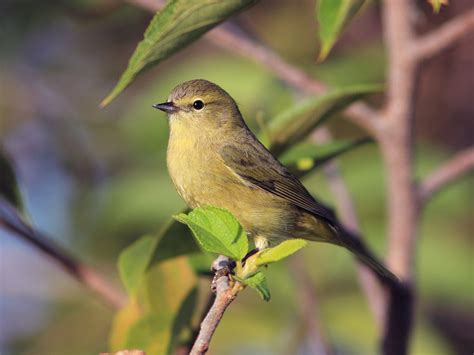 Orange-crowned Warbler | Audubon Field Guide