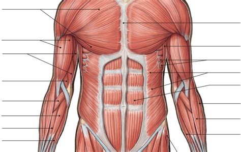 abdominal muscles diagram Diagram | Quizlet