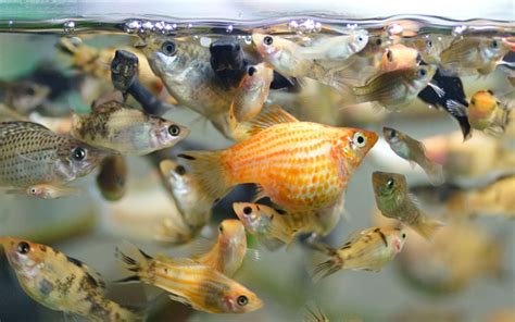 15 Best Molly Fish Tank Mates - Fish & Invertebrates Compatible with ...