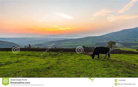 Cows Grazing on a Green Meadow at Sunset Stock Photo - Image of ...