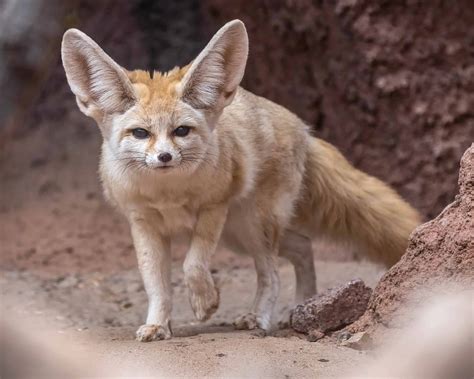 Fennec Fox Habitat