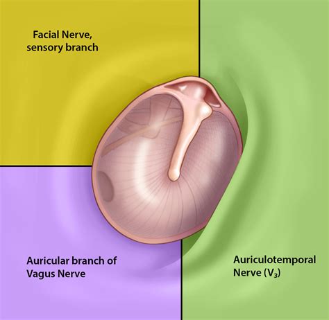 External Ear – Oto Surgery Atlas