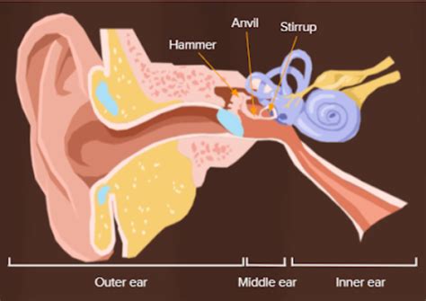 Anatomy Of Human Ear Hammer Anvil And Stirrup