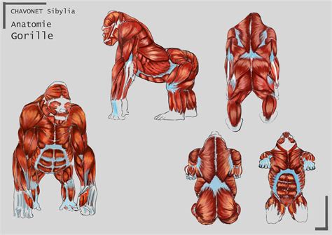 gorilla muscle anatomy - Google Search | Shadow creatures, Muscle ...