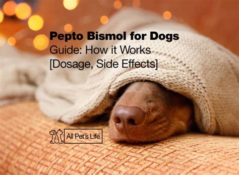 Pepto Bismol for Dogs Guide: How it Works [Dosage and Side Effects ...