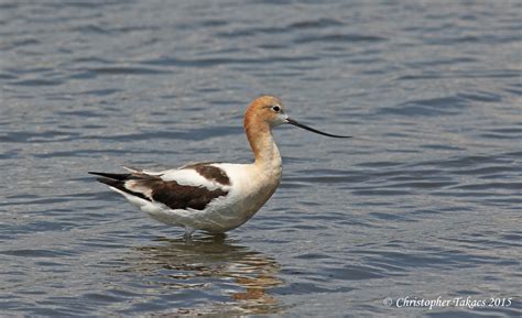 Avocet 2 | The Meadowlands Nature Blog