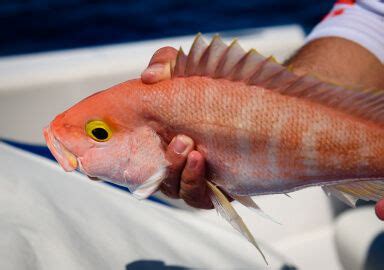 Silk Snapper fishing trips in Aruba