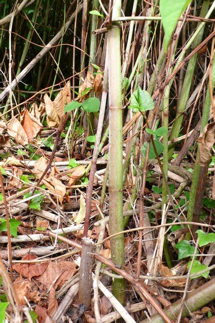 Japanese Knotweed (stems) © Nigel Mykura :: Geograph Britain and Ireland