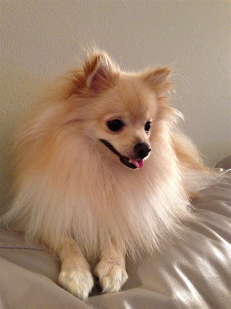 pomeranian puppy dog | Most beautiful dog breeds, Pomeranian dog ...