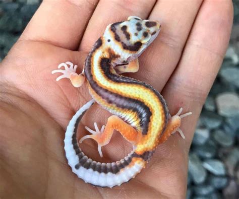 27 Most Popular Leopard Gecko Morphs (With Pictures 🦎)