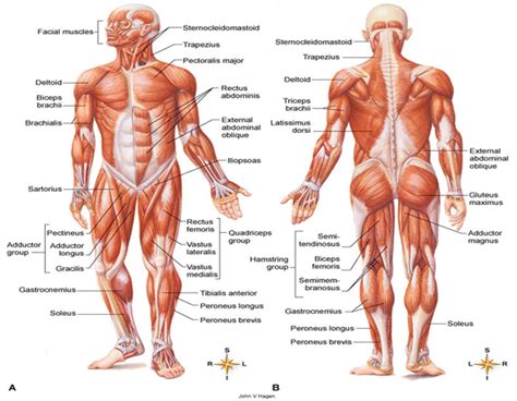 MUSCULAR SYSTEM | Blog | Himalayan Yoga Academy | Yoga Tour & Treks ...