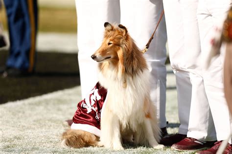 What is Texas A&M’s Mascot?! - Red Cup Rebellion