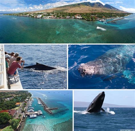 Lahaina Whale Watching Tickets | Discount on Maui whale watching