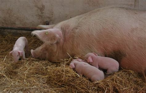 Landrace Pig – A Good Pig Breed For Commercial Farming – FarmerDB