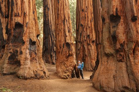 Redwood National and State Parks (with Map, Images and Things to do)