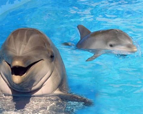 Baby dolphin learning from mom #dolphin @hpman | Baby dolphins ...