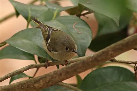 A Kinglet Contest – Backyard Bird Nerd