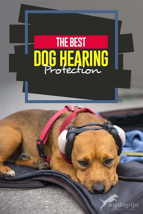 The Best Hearing Protection for Dogs | Dogs, Dog noises, Dog neck warmer