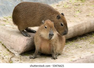 230 Capybara Teeth Royalty-Free Photos and Stock Images | Shutterstock