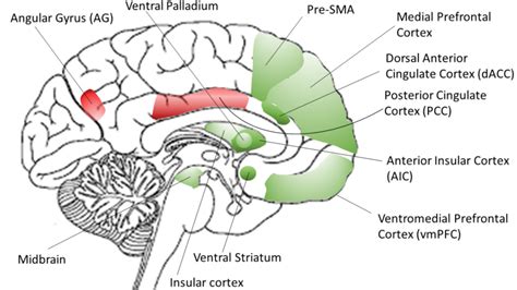 ventral striatum | Newton Desk