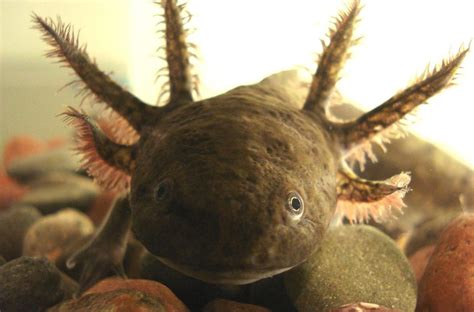 Axolotl Regeneration