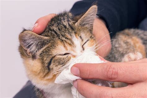 Cats to Be Given Human COVID-19 Drugs After Outbreak Leaves Thousands Dead