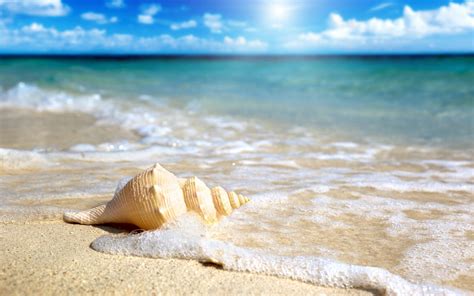 🔥 [40+] Shells on the Beach Wallpapers | WallpaperSafari