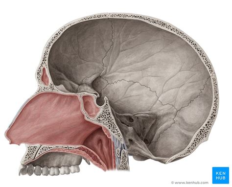 Nariz y fosas nasales: Anatomía, partes, irrigación | Kenhub