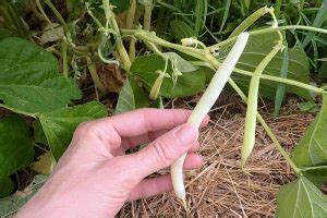 When and How to Harvest Snap Beans | Gardener’s Path