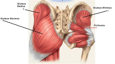 Gluteal Tendinopathy • Peak Physio