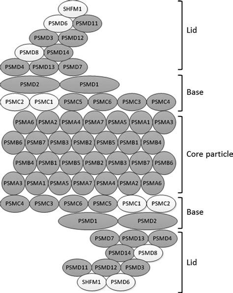 Graphical representation of the 26S proteasome. Subunits identified in ...