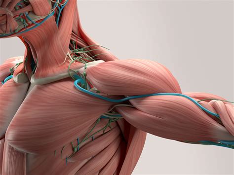 6 Painful Chest Muscle Strain Symptoms - PMIR