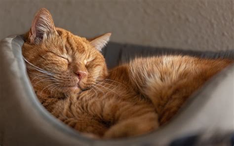 Ginger Cat's Unusual Sleeping Habit Hailed as 'Cutest Thing Ever ...