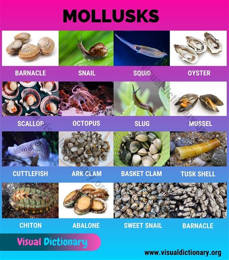 Mollusks: Interesting List of 16 Commonly Found Marine Mollusca Animals ...