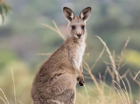 Eastern Grey Kangaroo - The Australian Museum