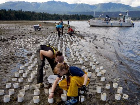 Protect Zangle Cove: Industrial Geoduck Farming DOES Impact the Tidelands