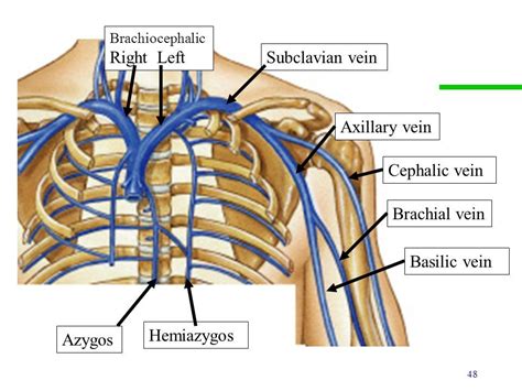 Image - Subclavian vein.jpg | VS Battles Wiki | FANDOM powered by Wikia