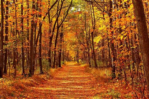 Una buena amiga Prohibir fuerte fotos bosques en otoño imitar Caballero ...