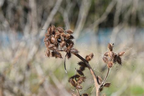 Cocklebur seed stock image. Image of leaf, cocklebur - 175749919