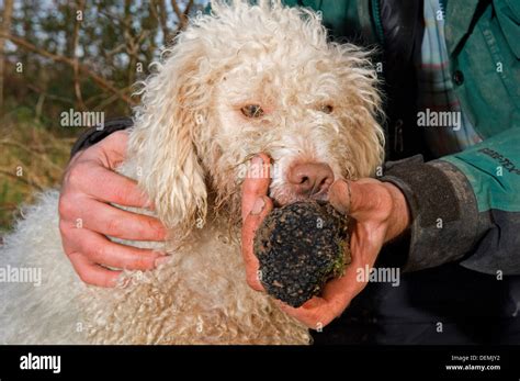 Professional truffle hunter Tom Lywood assisted by his Italian Truffle ...