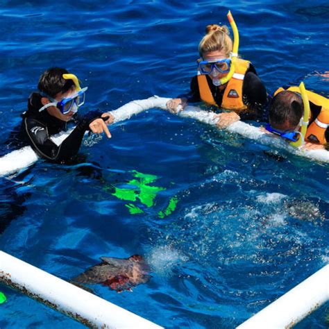 Snorkel the Great Barrier Reef - Great Adventures Cruises | Great ...