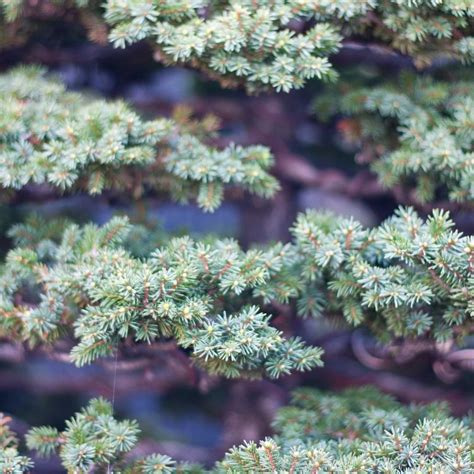 Colorado Blue Spruce Bonsai Growing & Care