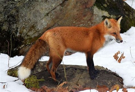 Species Profile: Vulpes vulpes – Red Fox » Bella Vista Property Owners ...