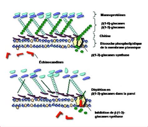 Mode d'action des échinocandines. (D'après www.doctorfungus.org). Les ...