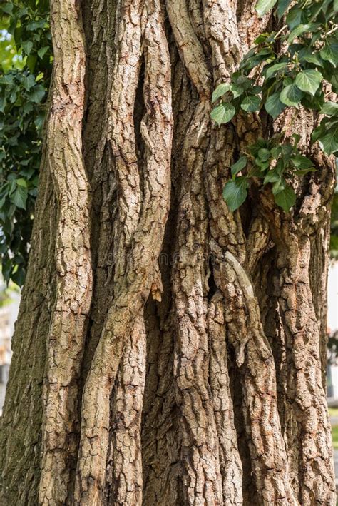 Cedar Tree Bark - Tree Trunk Stock Image - Image of cortex, pine: 210826251