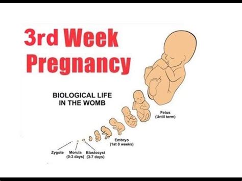 3 week pregnancy symptoms