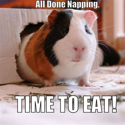 42 best Guinea Pig Meme Board images on Pinterest | Cavy, Guinea pigs ...