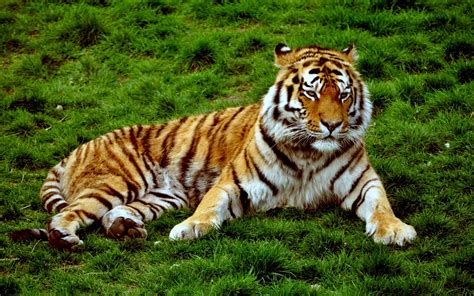 tiger, Animals Wallpapers HD / Desktop and Mobile Backgrounds